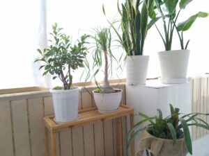 サンルームで元気に育つ観葉植物