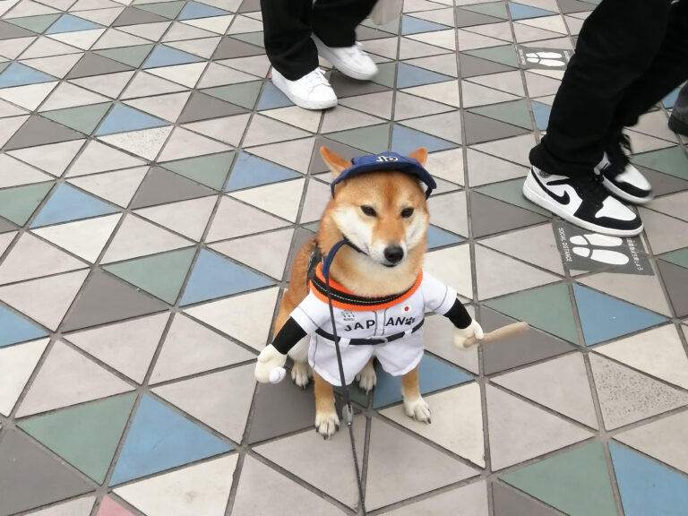 東京ドームでWBCを応援する犬