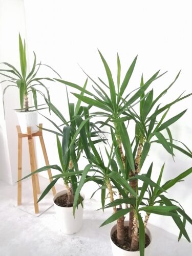 ドラセナ観葉植物