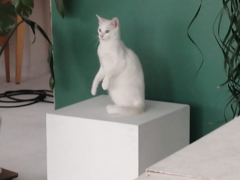 猫撮影風景