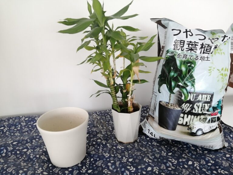 植え替え開始