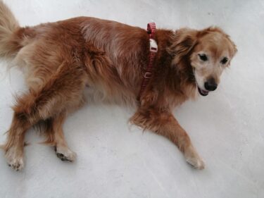 大型犬