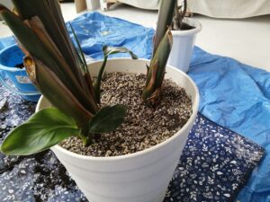 オーガスタの増え方