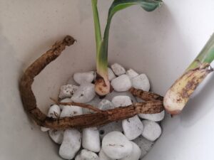 切り取った子株