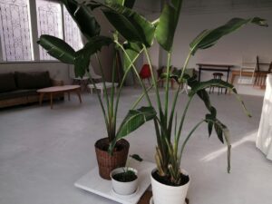 増えすぎた鉢