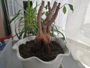 坊主のガジュマル