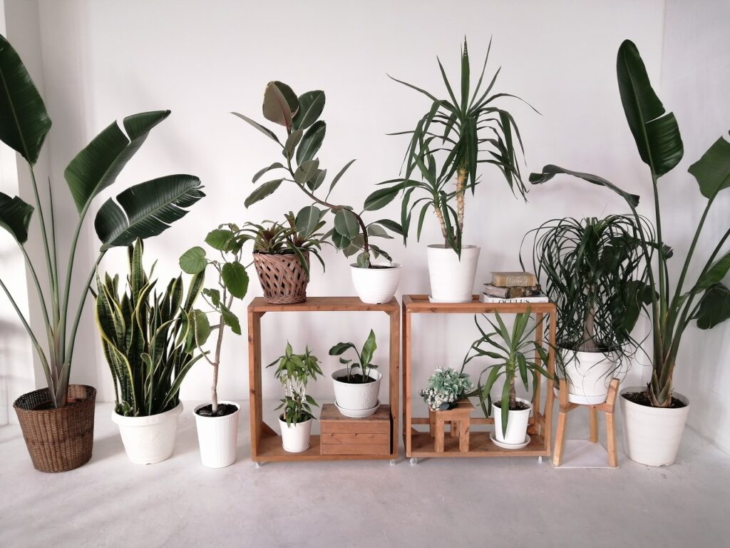 スタジオの観葉植物