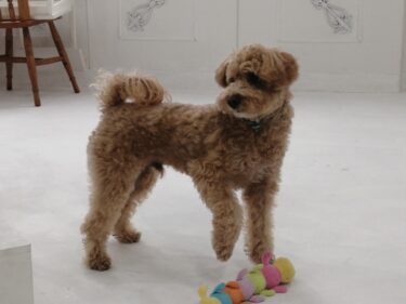 トイプードル